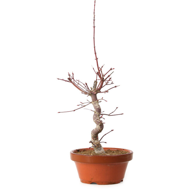 Acer palmatum deshojo, 41 cm, ± 8 jaar oud, met een nebari van 3 cm