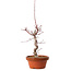 Acer palmatum deshojo, 41 cm, ± 8 Jahre alt, mit einem Wurzelhals von 3 cm