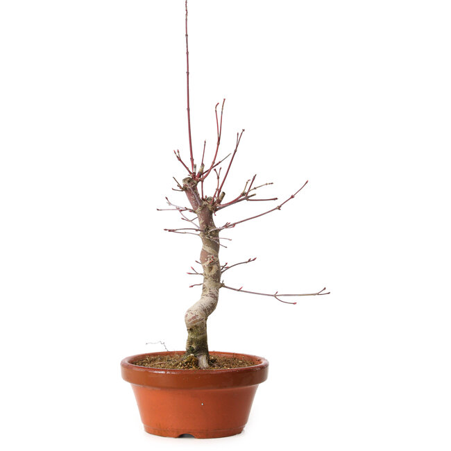 Acer palmatum deshojo, 32 cm, ± 8 años de edad, con un nebari de 3 cm