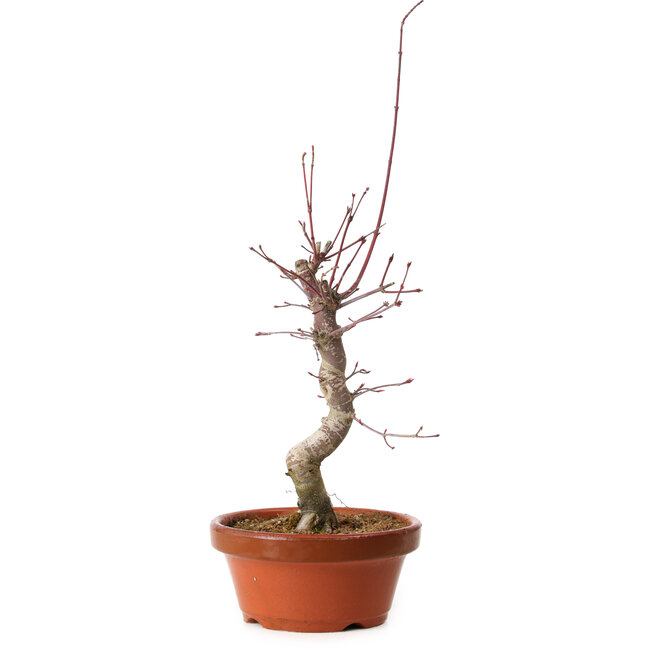Acer palmatum deshojo, 32 cm, ± 8 Jahre alt, mit einem Wurzelhals von 3 cm