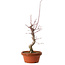 Acer palmatum deshojo, 32 cm, ± 8 ans, avec un nebari de 3 cm