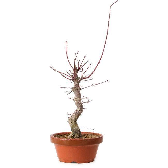 Acer palmatum deshojo, 32 cm, ± 8 años de edad, con un nebari de 3 cm