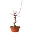 Acer palmatum deshojo, 32 cm, ± 8 jaar oud, met een nebari van 3 cm