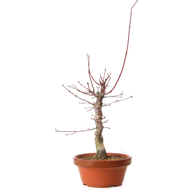 Acer palmatum deshojo, 32 cm, ± 8 años de edad, con un nebari de 3 cm