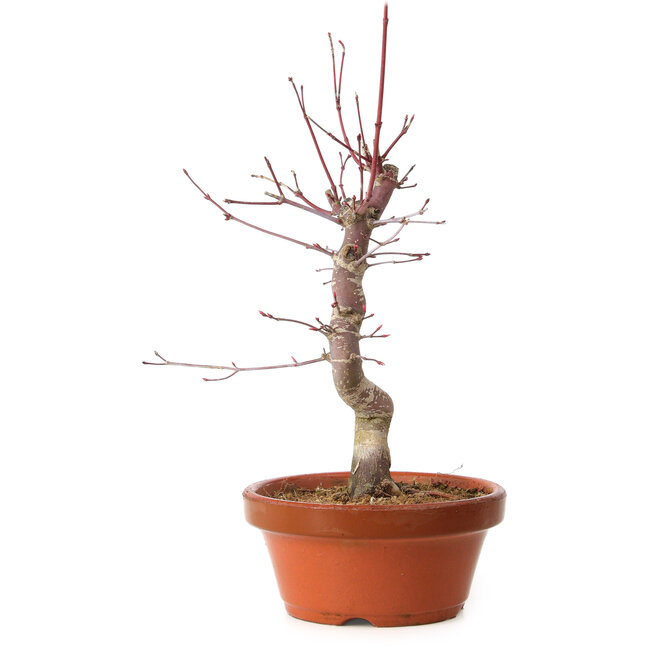 Acer palmatum deshojo, 32 cm, ± 8 anni, con nebari di 3 cm