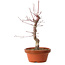 Acer palmatum deshojo, 32 cm, ± 8 jaar oud, met een nebari van 3 cm