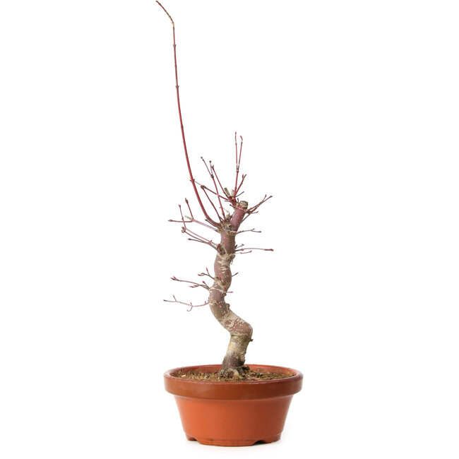 Acer palmatum deshojo, 32 cm, ± 8 ans, avec un nebari de 3 cm