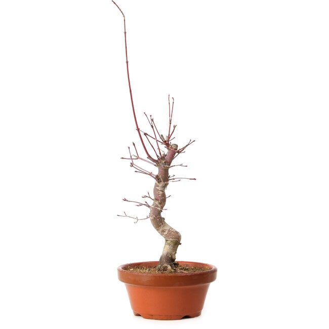 Acer palmatum deshojo, 32 cm, ± 8 years old, with a nebari of 3 cm