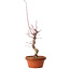 Acer palmatum deshojo, 32 cm, ± 8 years old, with a nebari of 3 cm