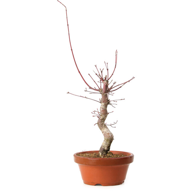 Acer palmatum deshojo, 32 cm, ± 8 años de edad, con un nebari de 3 cm