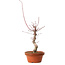 Acer palmatum deshojo, 32 cm, ± 8 years old, with a nebari of 3 cm