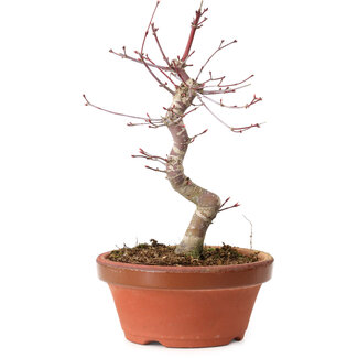 Acer palmatum deshojo, 27 cm, ± 8 años de edad