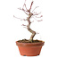 Acer palmatum deshojo, 27 cm, ± 8 Jahre alt, mit einem Wurzelhals von 3 cm