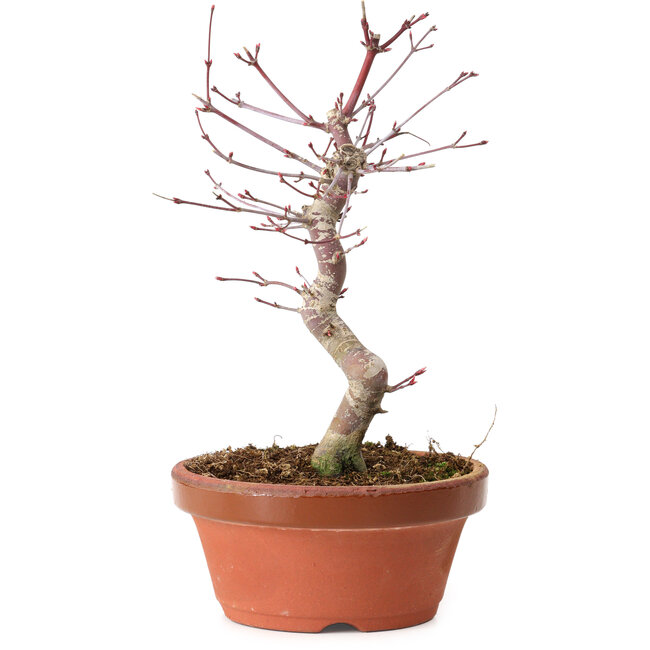 Acer palmatum deshojo, 27 cm, ± 8 años de edad, con un nebari de 3 cm
