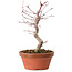 Acer palmatum deshojo, 27 cm, ± 8 anni, con nebari di 3 cm