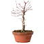 Acer palmatum deshojo, 27 cm, ± 8 años de edad, con un nebari de 3 cm