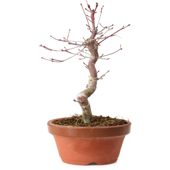 Acer palmatum deshojo, 27 cm, ± 8 years old, with a nebari of 3 cm