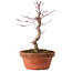 Acer palmatum deshojo, 27 cm, ± 8 jaar oud, met een nebari van 3 cm