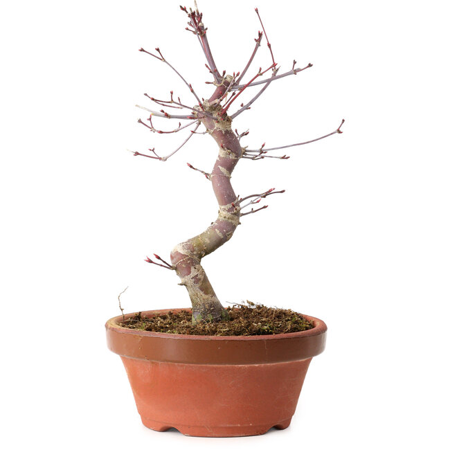Acer palmatum deshojo, 27 cm, ± 8 years old, with a nebari of 3 cm