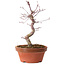 Acer palmatum deshojo, 27 cm, ± 8 años de edad, con un nebari de 3 cm