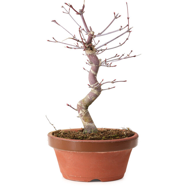 Acer palmatum deshojo, 27 cm, ± 8 ans, avec un nebari de 3 cm