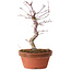 Acer palmatum deshojo, 27 cm, ± 8 años de edad, con un nebari de 3 cm