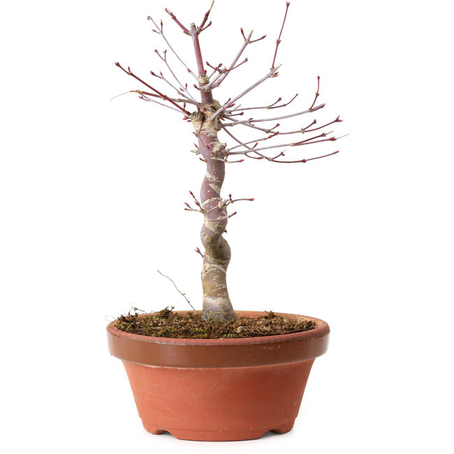 Acer palmatum deshojo, 27 cm, ± 8 años de edad, con un nebari de 3 cm