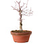 Acer palmatum deshojo, 27 cm, ± 8 years old, with a nebari of 3 cm