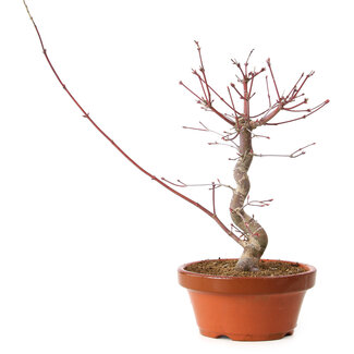 Acer palmatum deshojo, 27 cm, ± 8 years old