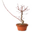 Acer palmatum deshojo, 27 cm, ± 8 años de edad, con un nebari de 3 cm