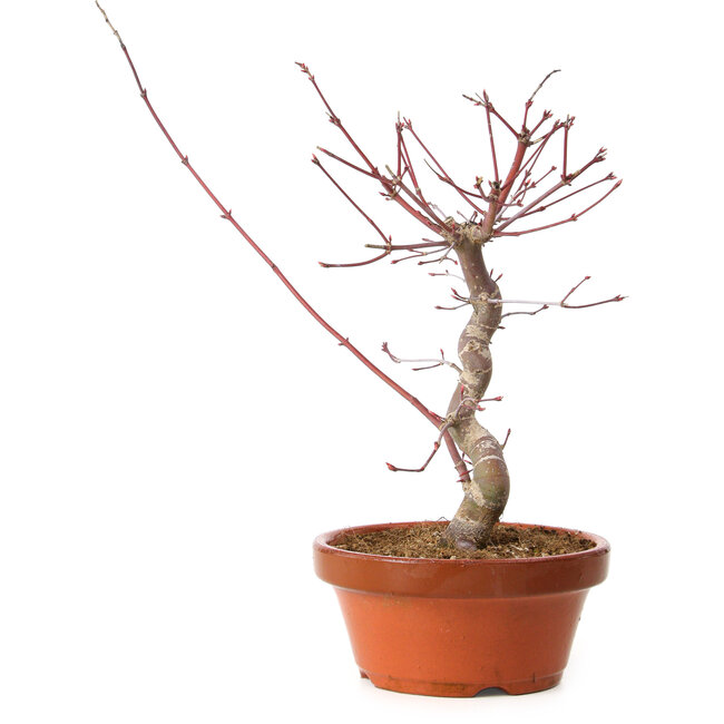 Acer palmatum deshojo, 27 cm, ± 8 años de edad, con un nebari de 3 cm