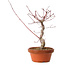 Acer palmatum deshojo, 27 cm, ± 8 jaar oud, met een nebari van 3 cm