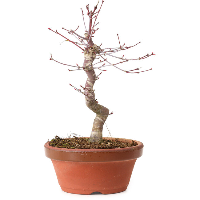 Acer palmatum deshojo, 27 cm, ± 8 jaar oud, met een nebari van 3 cm