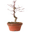 Acer palmatum deshojo, 27 cm, ± 8 years old, with a nebari of 3 cm