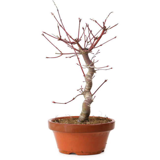 Acer palmatum deshojo, 27 cm, ± 8 Jahre alt, mit einem Wurzelhals von 3 cm