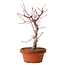 Acer palmatum deshojo, 27 cm, ± 8 Jahre alt, mit einem Wurzelhals von 3 cm
