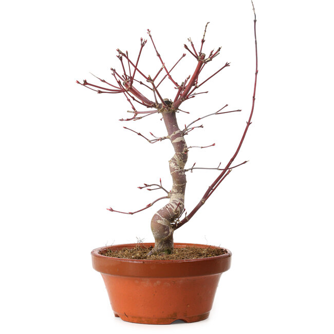 Acer palmatum deshojo, 27 cm, ± 8 años de edad, con un nebari de 3 cm