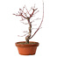 Acer palmatum deshojo, 27 cm, ± 8 ans, avec un nebari de 3 cm