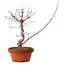 Acer palmatum deshojo, 27 cm, ± 8 años de edad, con un nebari de 3 cm