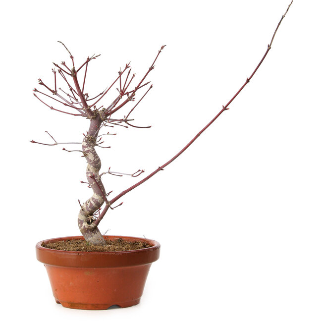 Acer palmatum deshojo, 27 cm, ± 8 jaar oud, met een nebari van 3 cm