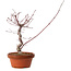 Acer palmatum deshojo, 27 cm, ± 8 jaar oud, met een nebari van 3 cm