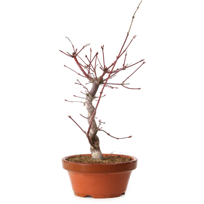 Acer palmatum deshojo, 27 cm, ± 8 years old, with a nebari of 3 cm