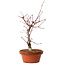 Acer palmatum deshojo, 27 cm, ± 8 ans, avec un nebari de 3 cm