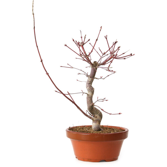 Acer palmatum deshojo, 27 cm, ± 8 ans, avec un nebari de 3 cm