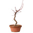 Acer palmatum deshojo, 27 cm, ± 8 Jahre alt, mit einem Wurzelhals von 3 cm