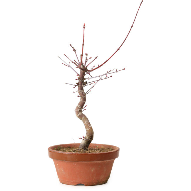 Acer palmatum deshojo, 27 cm, ± 8 years old, with a nebari of 3 cm