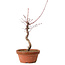 Acer palmatum deshojo, 27 cm, ± 8 ans, avec un nebari de 3 cm