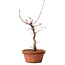 Acer palmatum deshojo, 27 cm, ± 8 years old, with a nebari of 3 cm