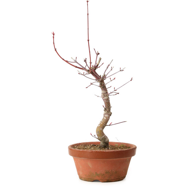 Acer palmatum deshojo, 27 cm, ± 8 jaar oud, met een nebari van 3 cm