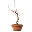 Acer palmatum deshojo, 27 cm, ± 8 Jahre alt, mit einem Wurzelhals von 3 cm